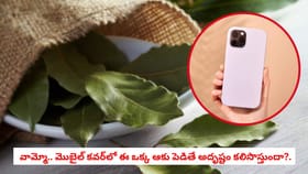 వామ్మో.. మొబైల్ కవర్‌లో ఈ ఒక్క ఆకు పెడితే అదృష్టం కలిసొస్తుందా?.