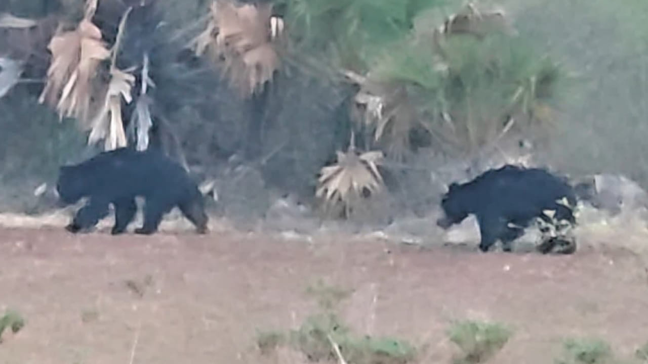 Andhra Pradesh: నేషనల్ హైవేపై ఎలుగుబంటి హల్చల్.. బండి హారన్లు కొట్టడంతో ఏం చేసిందో వీడియోలో చూడండి..