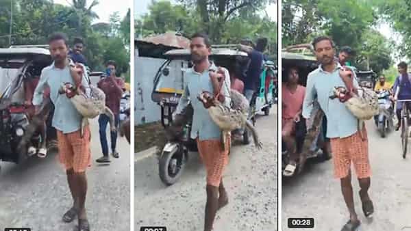 Viral Video: ఓరీ దేవుడో.. మరీ వాయిలెంట్గా ఉన్నావెంటి బ్రో..ఏకంగా మొసలిని మడతపెట్టేసి..