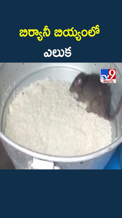 బిర్యానీ బియ్యంలో ఎలుక