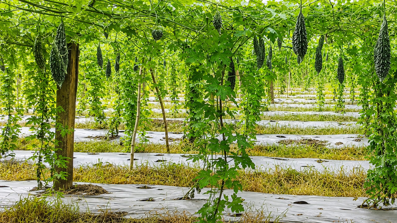 Farming: కాకర సాగుతో లాభాల పంట.. ఈ రైతు టెక్నిక్ ఏంటి అంటే..?