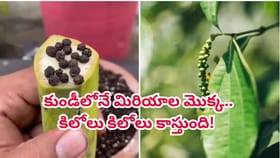 అరటిపండు హ్యాక్‌తో కుండీలోనే మిరియాల మొక్క.. సీక్రెట్ ట్రిక్!