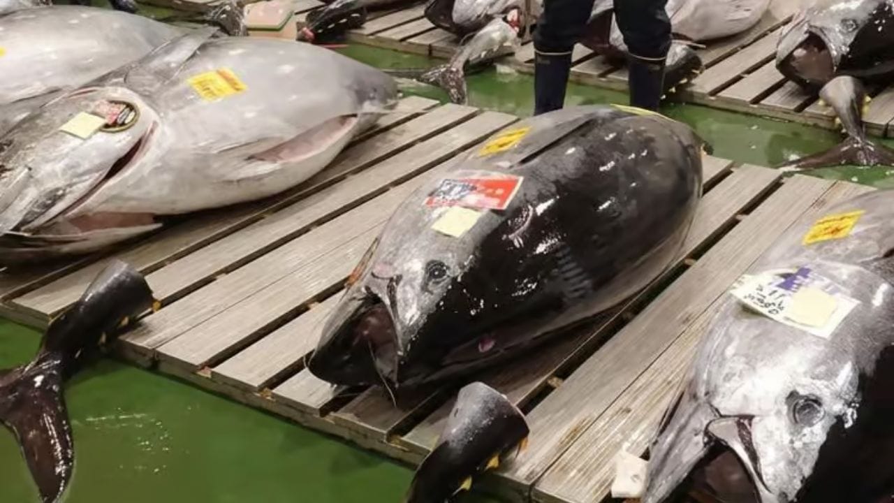 Most Expensive Fish in World: సాధారణంగా నాణ్యమైన చేప ధర కేజీ కొన్ని వందలు లేదా వేలల్లో ఉంటుంది. టోక్యోలోని ప్రసిద్ధ టోయోసు మార్కెట్లో జరిగిన వేలంలో ఒకే ఒక్క చేప ఏకంగా రూ. 29 కోట్లకు అమ్ముడై ప్రపంచ రికార్డు సృష్టించింది. ఈ నీలిరెక్కల సూర (బ్లూఫిన్ ట్యూనా) చేపకు అంతటి ధర దక్కడం వెనుక ఉన్న ఆసక్తికర కథనం ఇప్పుడు అందరినీ ఆశ్చర్యపరుస్తోంది.