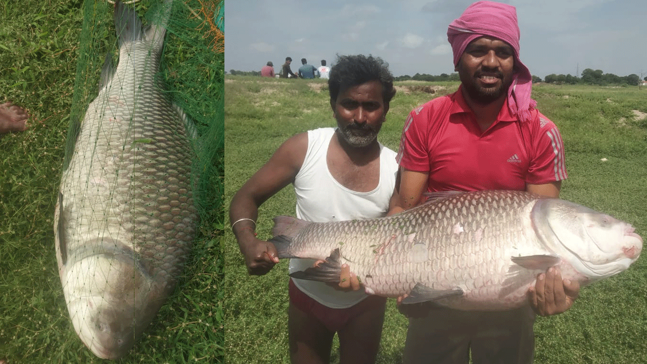 Bochha Fish: చిక్కిందండోయ్ సరైన బొచ్చ చేప.. ఇంతకీ దీని ప్రత్యేకతలు తెలుసా..?