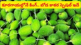 కూరగాయల్లోనే కింగ్.. బోడ కాకరతో పుట్టెడు లాభాలు..
