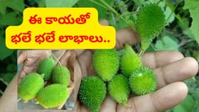 ప్రకృతి ప్రసాదం.. ఈ కూర తింటే షుగర్‌, బీపీ రమ్మన్నా రాదు..