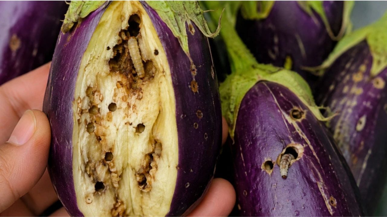 Brinjal