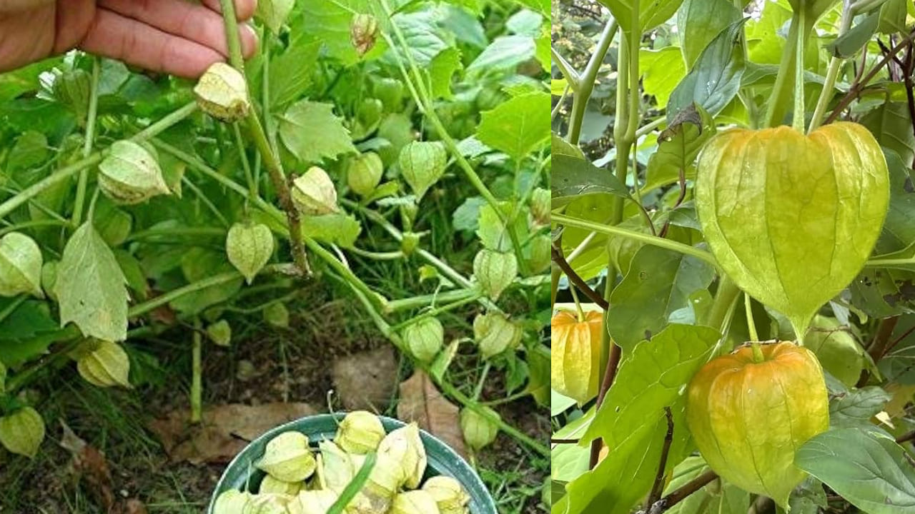 అంతే కాకుండా ఎవరు అయితే శరీరంలో అధిక వేడి సమస్యతో బాధపడుతున్నారో, వారు వీటిని తమ డైట్లో చేర్చుకోవడం చాలా మంచిది. అయితే వీటిని తినే విషయంలో కూడా జాగ్రత్తలు తీసుకోవాలంట. ముఖ్యంగా చేదు, మచ్చలు ఉన్నవాటిని అస్సలే తినకూడదు. నోట్ : పై సమాచారం కేవలం ఇంటర్నెట్ ఆధారంగా మాత్రమే ఇవ్వడం జరిగింది. టీవీ9 తెలుగు దీనిని ధృవీకరించలేదు.