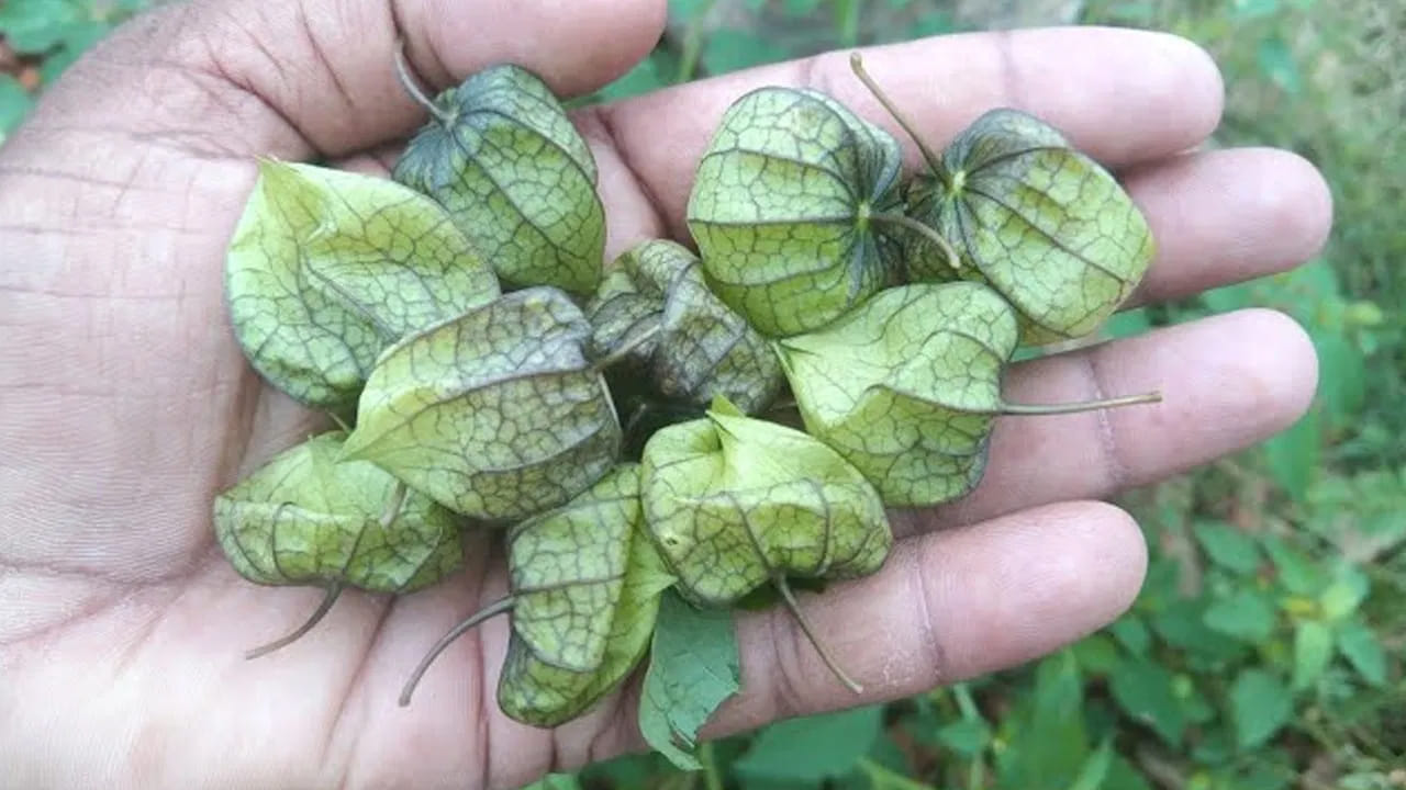 Budama Kayalu