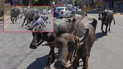 గేదెల కొమ్ముల్లో చిక్కుకుని యువకుడి మృతి.. ఏం జరిగిందంటే?
