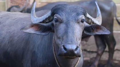 గేదె యజమాని ఎవరు? తేల్చేందుకు డీఎన్‌ఏ పరీక్ష