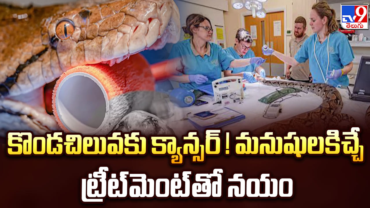 అరుదైన వైద్యంతో కొండచిలువకు ప్రాణం పోసిన వైద్యులు.. పాముకు క్యాన్సర్ చికిత్స!