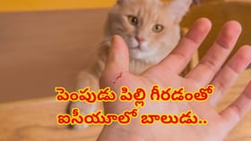 పెంపుడు పిల్లితో ఆడుకుంటూ ఐసీయూలో పడ్డ ఎనిమిదేళ్ల బాలుడు..