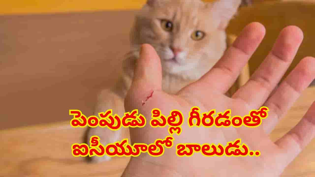 పెంపుడు పిల్లితో ఆడుకుంటూ ఐసీయూలో పడ్డ ఎనిమిదేళ్ల బాలుడు.. పరిస్థితి చూసి డాక్టర్లకే ముచ్చెమటలు!