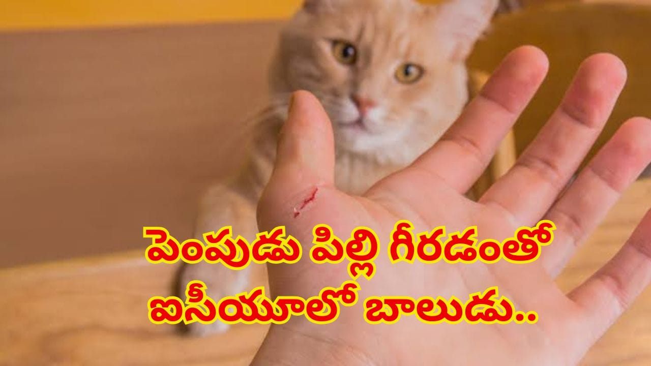 పెంపుడు పిల్లితో ఆడుకుంటూ ఐసీయూలో పడ్డ ఎనిమిదేళ్ల బాలుడు.. పరిస్థితి చూసి డాక్టర్లకే ముచ్చెమటలు!