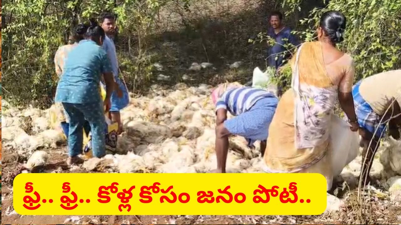 ఫ్రీ.. ఫ్రీ.. కోళ్ళను ఎత్తుకెళ్లేందుకు బస్తాలే తీసుకొచ్చారు.. అసలేం జరిగిందో తెలుసా..?