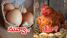 మొత్తానికి దొరికేసింది.. కోడి ముందా? గుడ్డు ముందా? ప్రశ్నకు జవాబు
