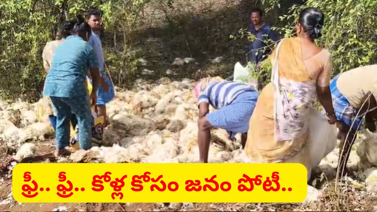 ఫ్రీ.. ఫ్రీ.. కోళ్ళను ఎత్తుకెళ్లేందుకు బస్తాలే తీసుకొచ్చారు.. అసలేం జరిగిందో తెలుసా..?