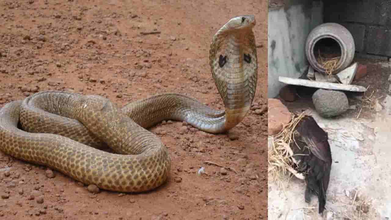 Watch: పిల్లను కాపాడుకోవడానికి నాగుపాముతో పోరాడిన తల్లి కోడి.. కానీ చివరకు ఇలా..