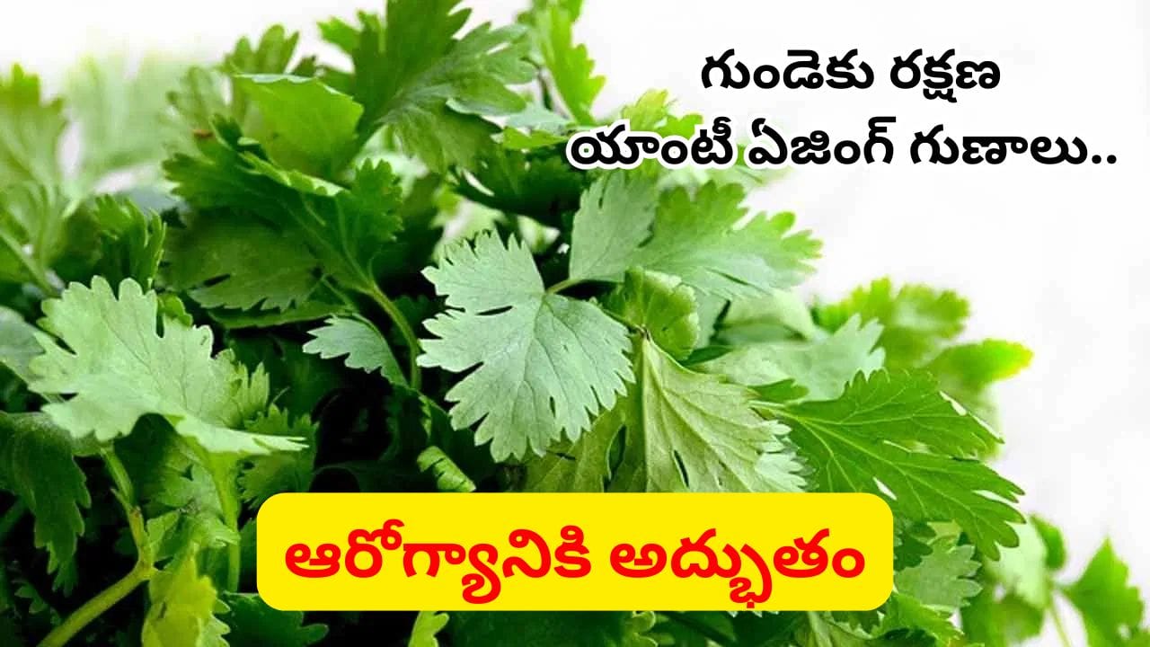 ఈ ఆకులను లైట్ తీసుకుంటే నిజంగా తింగరోళ్లే.. కిడ్నీలు, లివర్ను డిటాక్స్ చేసే మొనగాడు వజ్రాయుధం..