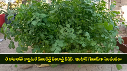 3 రోజుల్లోనే కొత్తిమీర మొలకెత్తే సరికొత్త టెక్నిక్..