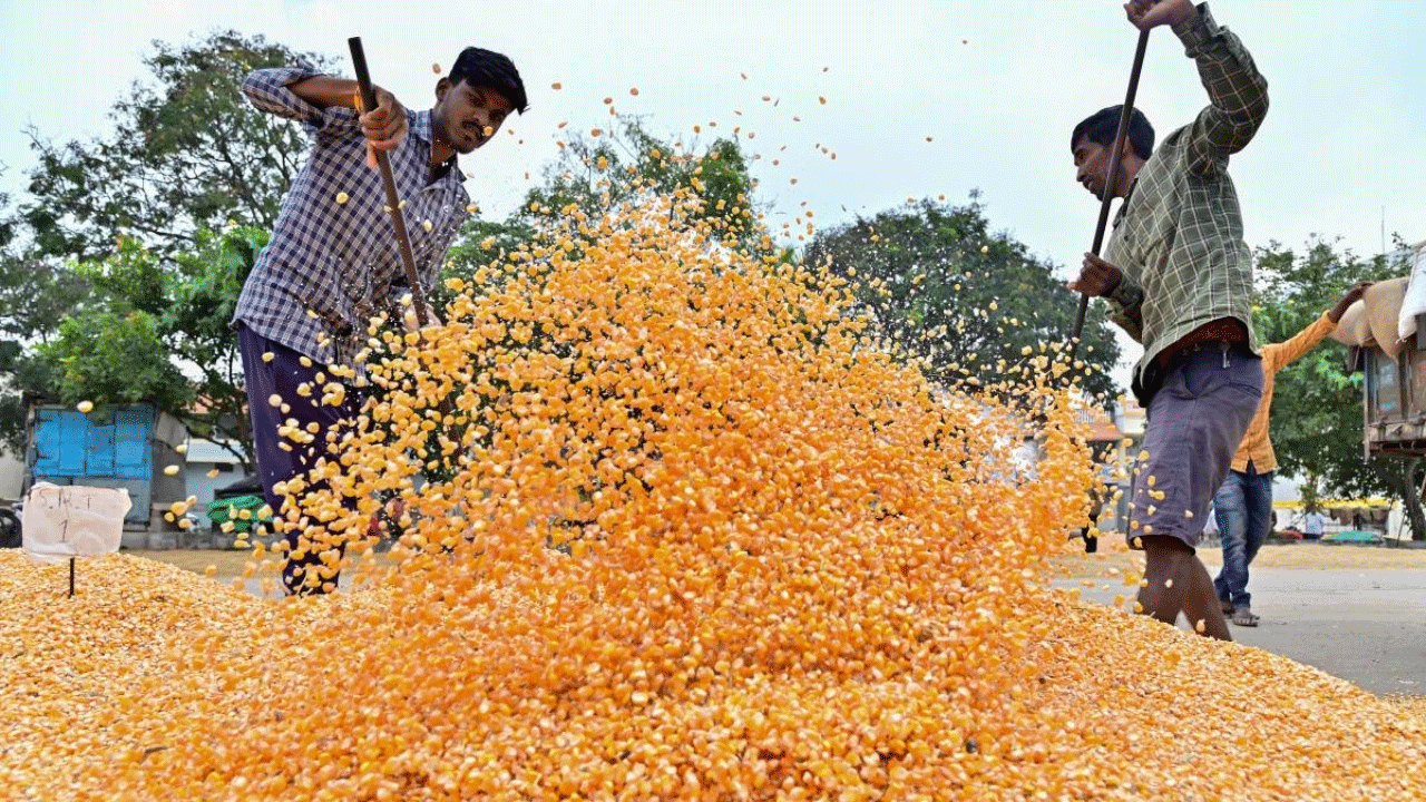 ఈ-వేలంతో మార్క్‌ఫెడ్‌కు రికార్డు లాభాలు.. మద్దతు ధరకంటే ఎక్కువకు అమ్ముడైన మొక్కజొన్న