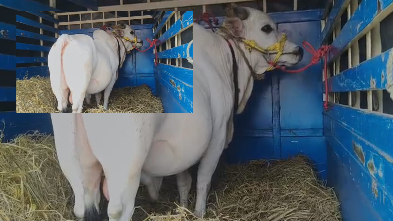 Cow 1