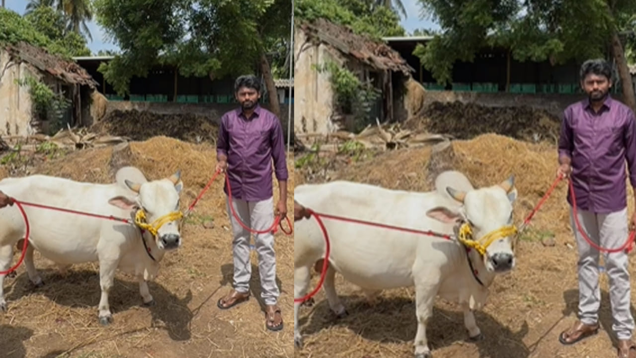 Cow 3