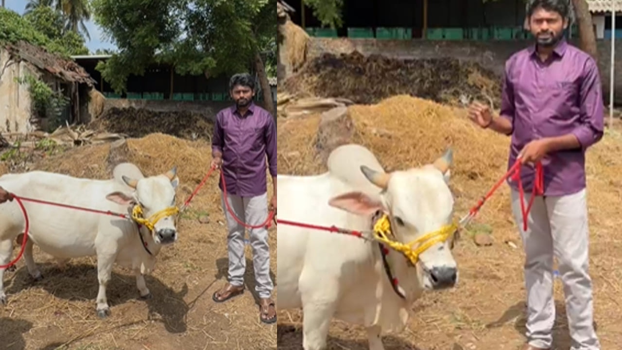 Cow 4