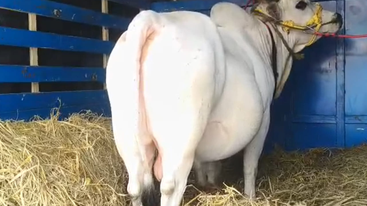 Cow 5