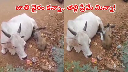 జాతి వైరాన్ని పక్కన పెట్టి పందిపిల్లకు పాలిచ్చిన గోమాత!