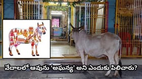 ఆవును ‘గోమాత’ అని ఎందుకు పిలుస్తారు? వేదాల్లో ఆవుకు ఇంతటి..