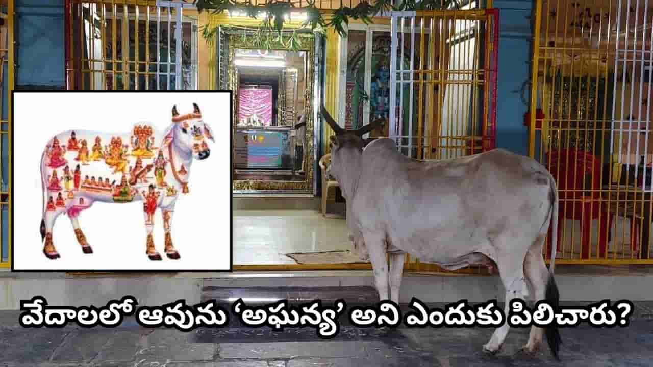 Cow: ఆవును ‘గోమాత’ అని ఎందుకు పిలుస్తారు? వేదాల్లో ఆవుకు ఇంతటి ప్రాధాన్యత ఎందుకు ఇచ్చారో తెలుసా?
