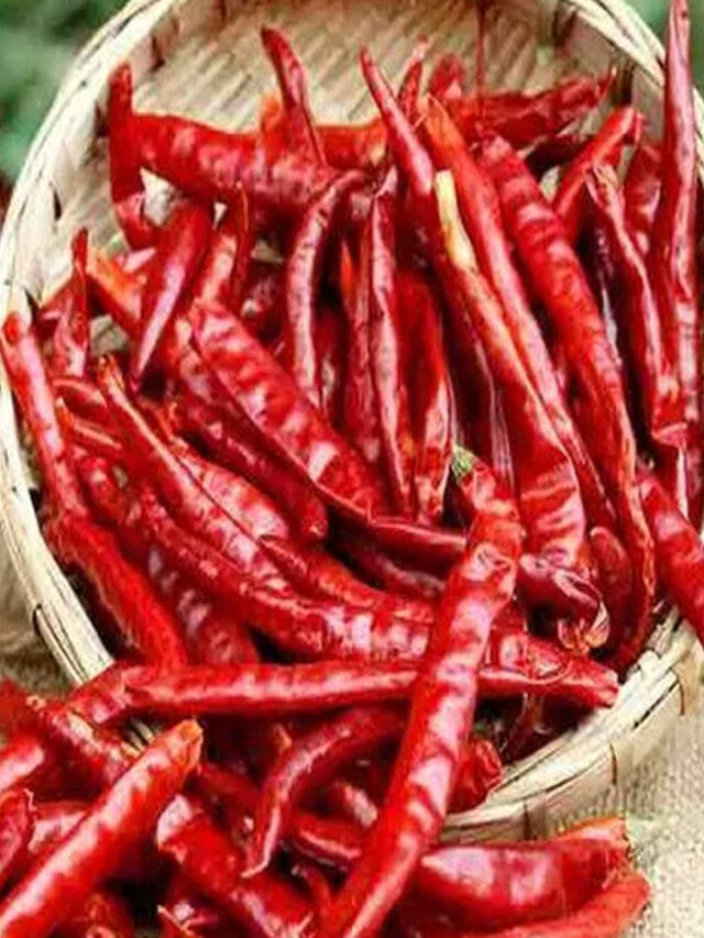 ఎండు మిర్చిని తాకకుండా.. వాటిలో గింజలు ఎలా తీయాలో తెలుసా?