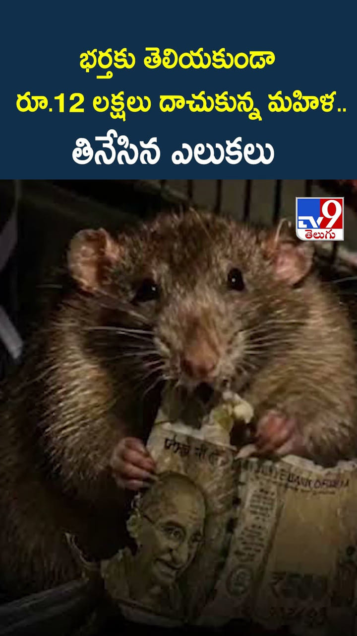 భర్తకు తెలియకుండా రూ.12 లక్షలు దాచుకున్న మహిళ.. తినేసిన ఎలుకలు
