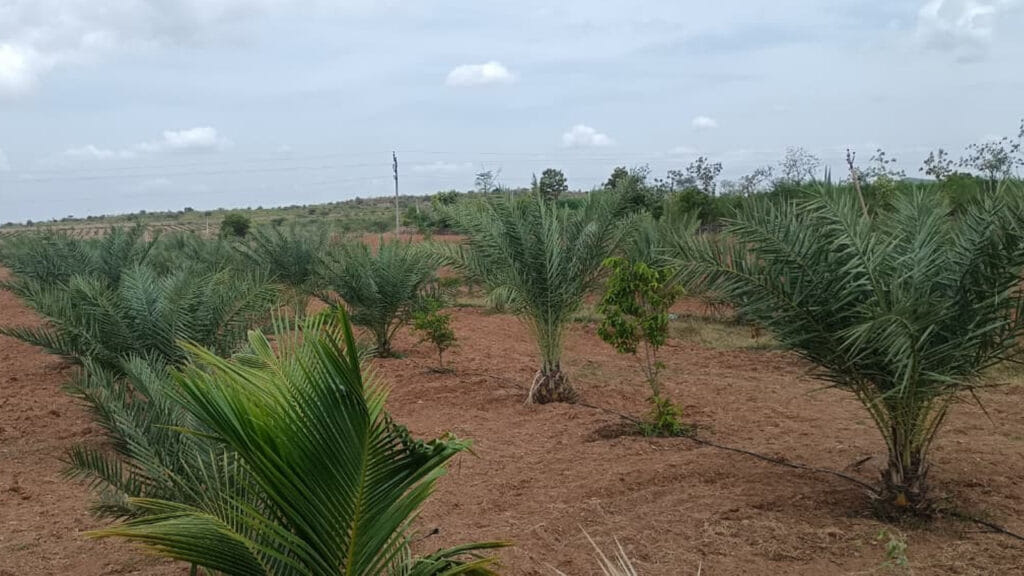Date Palm