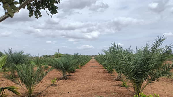 Andhra: రాళ్లలో రతనాలు.. ఒక్కసారి వేస్తే ఇక అంతా రాబడే..
