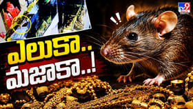 ఎలుకా.. మజాకా..!