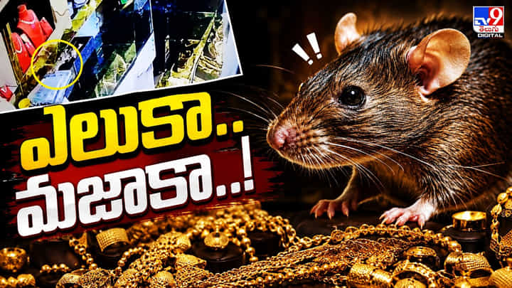 ఎలుకా.. మజాకా..! ఎలుకా.. మజాకా..!
