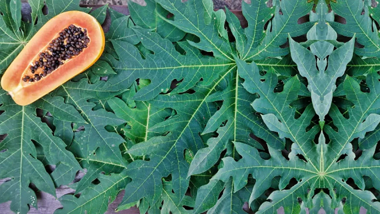Does Papaya Leaf Increase Platelet Count