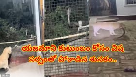 యజమాని కుటుంబాన్ని కాపాడేందుకు విషసర్పంతో పోరాడిన పెంపుడు కుక్క..