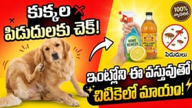 మీ పెంపుడు కుక్కను పిడుదులు వేధిస్తున్నాయా? తక్షణ ఉపశమనం కోసం ఇలా