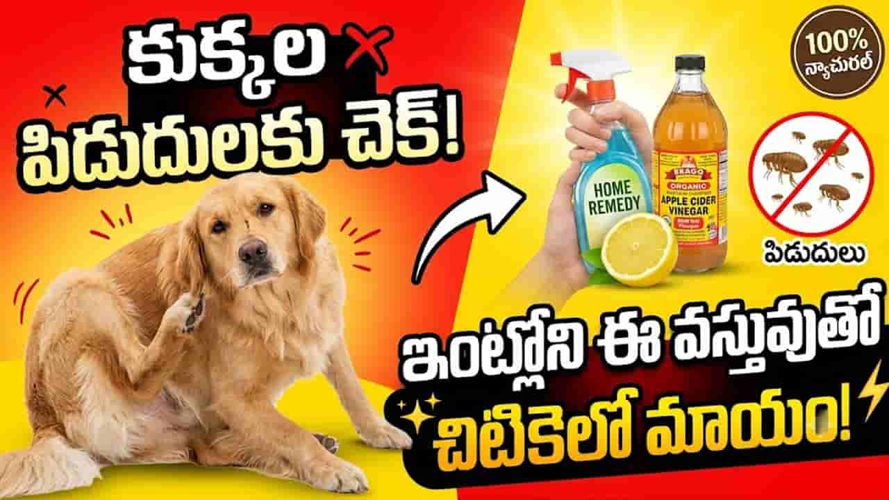 మీ పెంపుడు కుక్కను పిడుదులు వేధిస్తున్నాయా? తక్షణ ఉపశమనం కోసం అద్భుతమైన చిట్కాలు ఇవే!