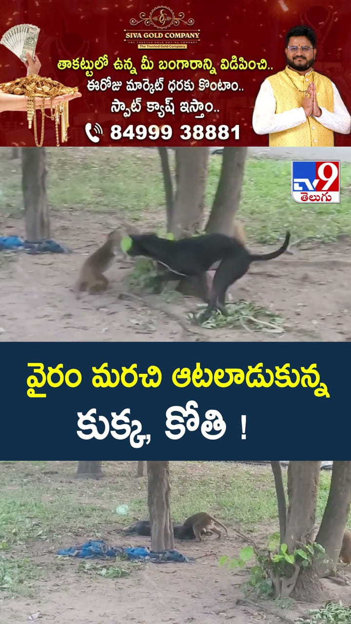 వైరం మరచి ఆటలాడుకున్న కుక్క, కోతి!