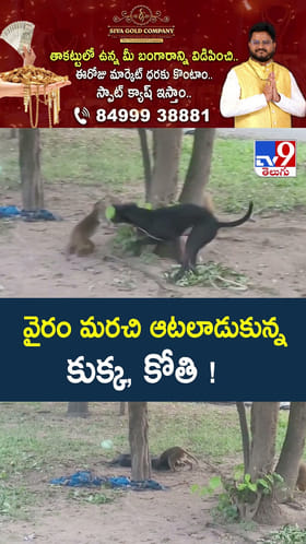 వైరం మరచి ఆటలాడుకున్న కుక్క, కోతి!