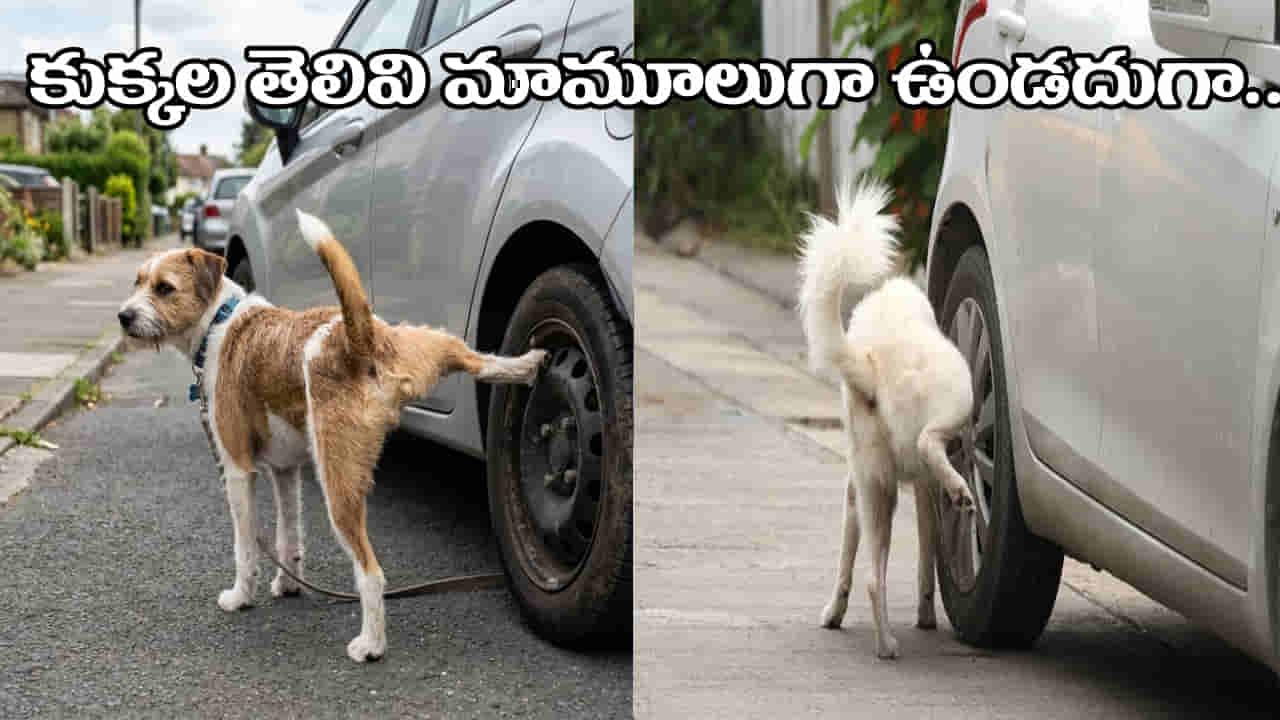 Dogs: కుక్కలు వాహనాల టైర్లపై మాత్రమే మూత్రం ఎందుకు పోస్తాయి? వామ్మో దీని వెనుక ఇంత అర్థం ఉందా?