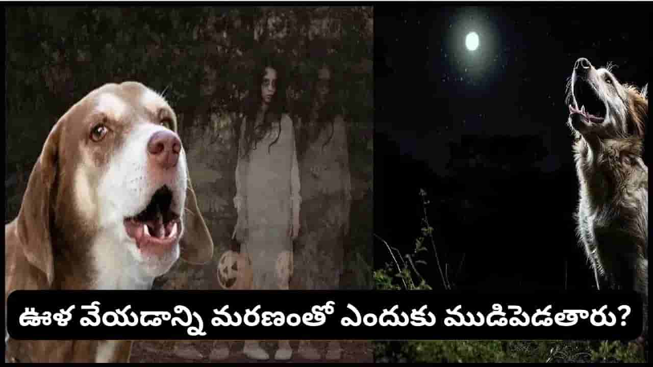 కుక్కలకు దెయ్యాలు కనిపిస్తాయా? అర్ధరాత్రి ఊళ వేస్తే ఏం జరుగుతుంది? అసలు విషయం ఇదే!