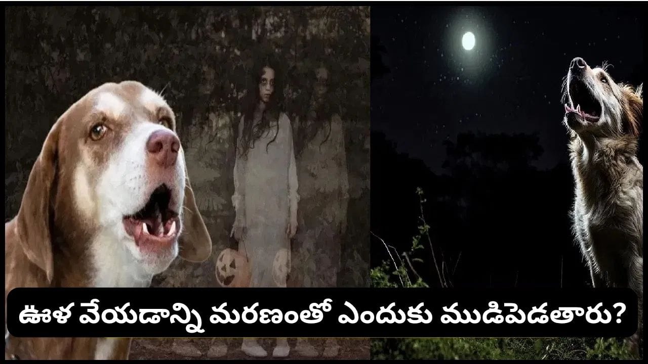 కుక్కలకు దెయ్యాలు కనిపిస్తాయా? అర్ధరాత్రి ఊళ వేస్తే ఏం జరుగుతుంది? అసలు విషయం ఇదే!