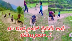 క్రికెట్‌తో పిచ్చెక్కించిన కుక్కలు, క్యాచ్‌లు చూస్తే మైండ్ బ్లాకే