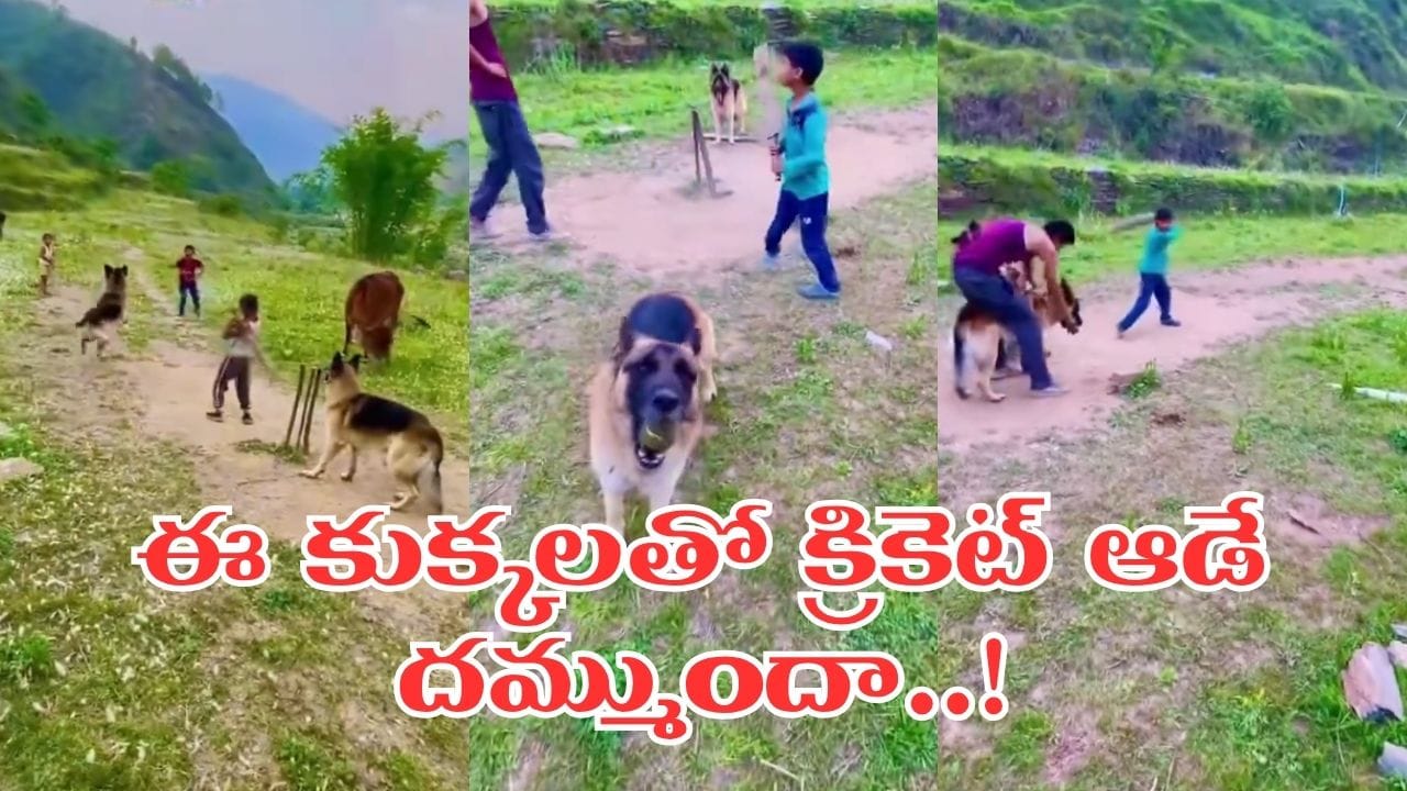 Video: క్రికెట్తో పిచ్చెక్కించిన కుక్కలు.. కిక్కెక్కించే క్యాచ్లు చూస్తే మైండ్ బ్లాకే..!